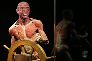 Exhibit of real human body at Body Worlds Amsterdam, an interactive anatomy museum showing how the body works and the science of happiness.