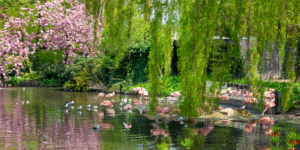 Alt-tekst: Pink flamingos by the pond at ARTIS Zoo Amsterdam surrounded by spring blossoms in the botanical garden.